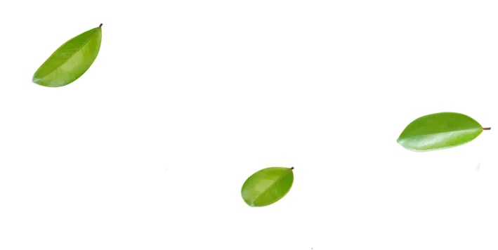 0LEAF 3 709x356 Webp