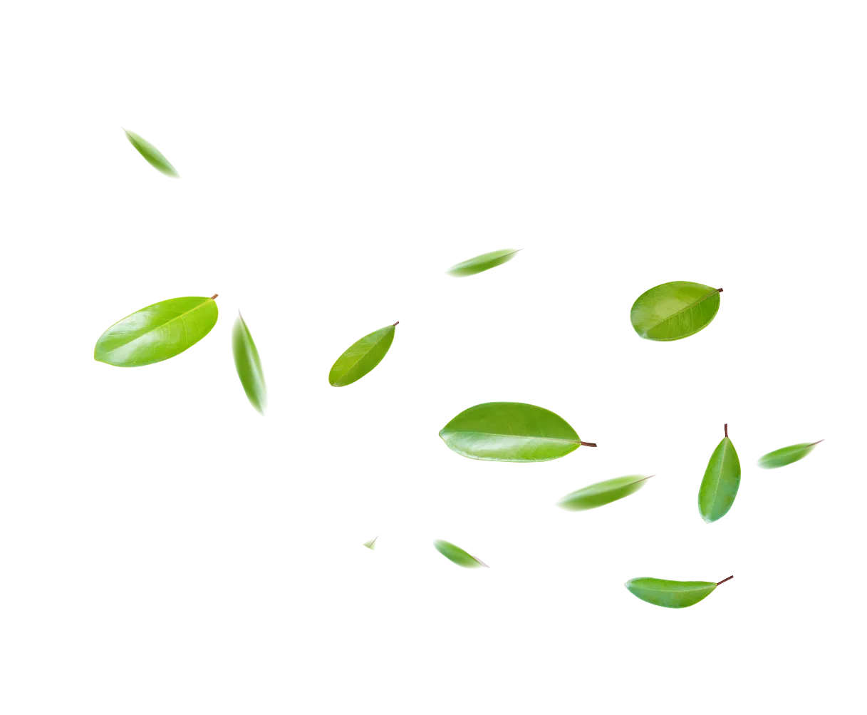 0Leaf 1217x1003 Webp